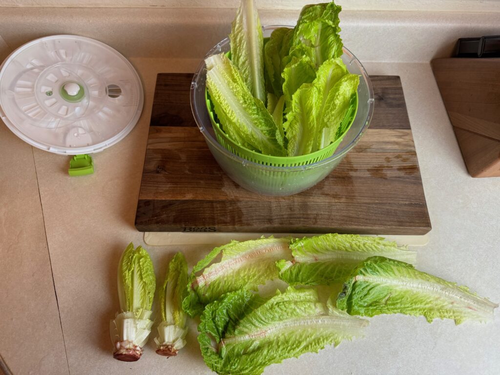 choosing which parts of the Romaine lettuce to toss and which to keep for the Caesar salad made from scratch