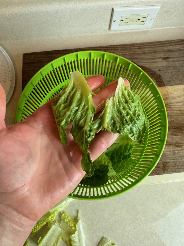 romaine lettuce washed and torn to the perfect size for a Caesar salad